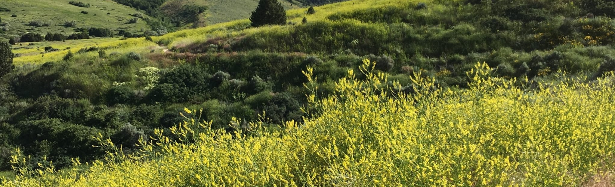 City Creek Outlaw Springs Loop Map, Guide Idaho AllTrails