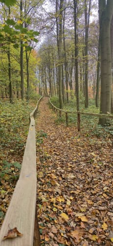 Hückelhoven Baal: Baaler Hasenglöckchen