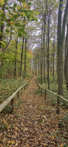 Hückelhoven Baal: Baaler Hasenglöckchen