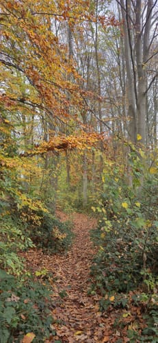 Hückelhoven Baal: Baaler Hasenglöckchen