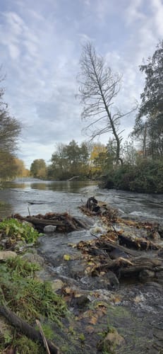 Hückelhoven Baal: Baaler Hasenglöckchen
