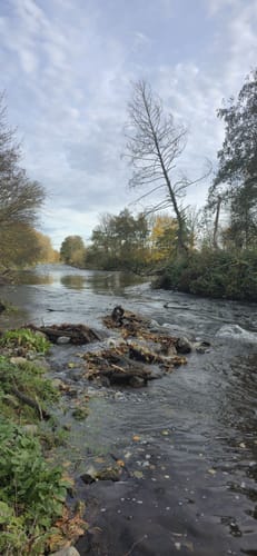 Hückelhoven Baal: Baaler Hasenglöckchen