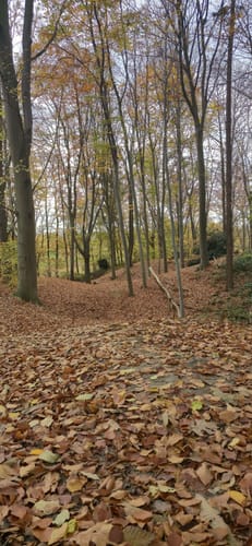Hückelhoven Baal: Baaler Hasenglöckchen