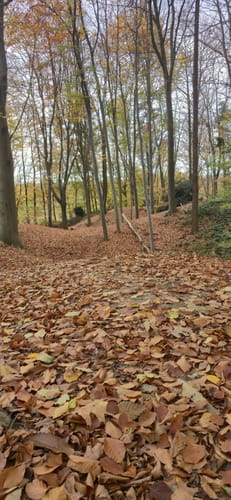 Hückelhoven Baal: Baaler Hasenglöckchen