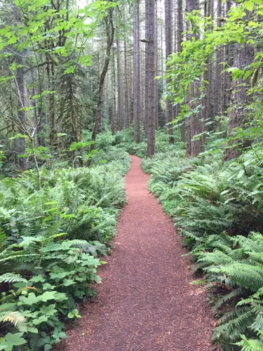 Silver Falls State Park: melhores trilhas curtas