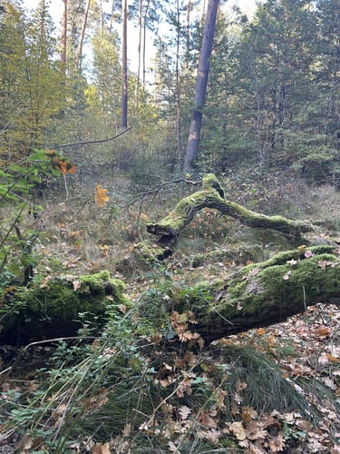 Kraftshofer Forst ab Schloss Neunhof