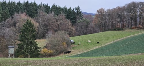 Eifeltraum (Traumpfädchen)