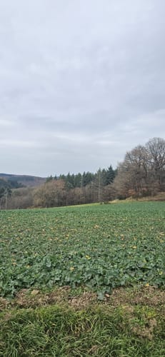 Eifeltraum (Traumpfädchen)