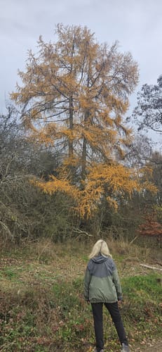 Eifeltraum (Traumpfädchen)