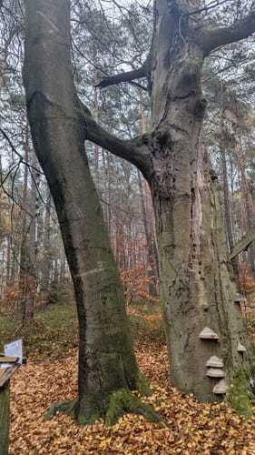 Rundwanderweg Schmannewitz-Jägereiche