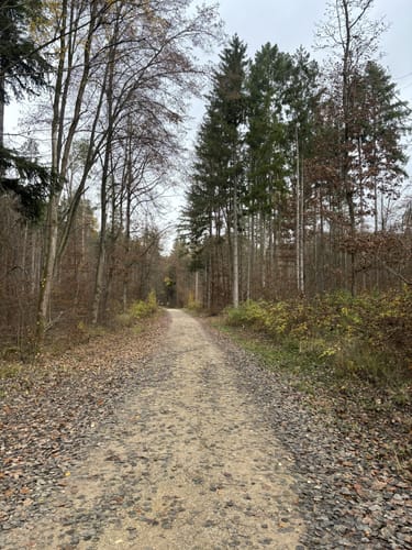 Jubiläumsweg Gundelsheim