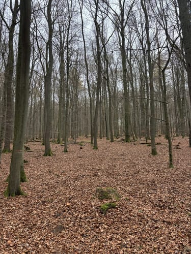 Pilzweg Idstein