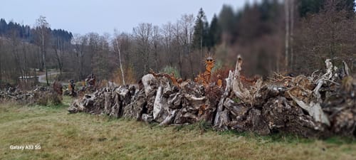 Ein Besuch beim Sauensäger in Blockhausen