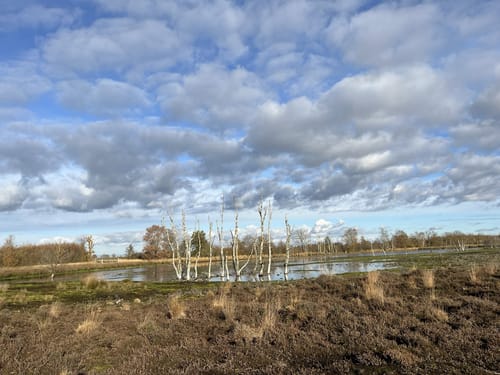 Amsterdamsche Veld - Weiteveen