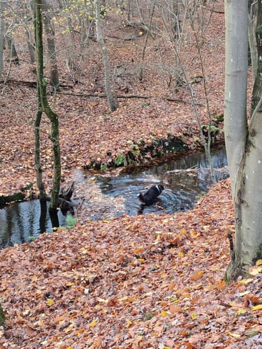 Rund um das Möwenmoor