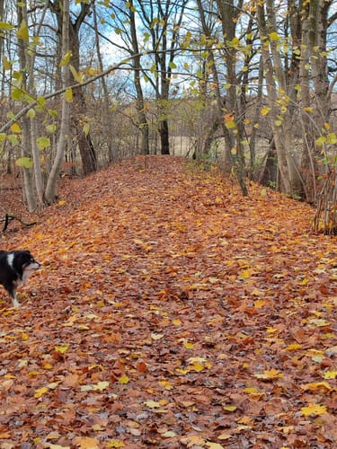 Rund um das Möwenmoor