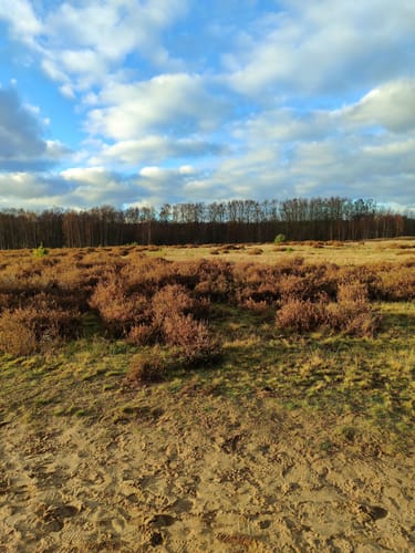 Rund um das Möwenmoor