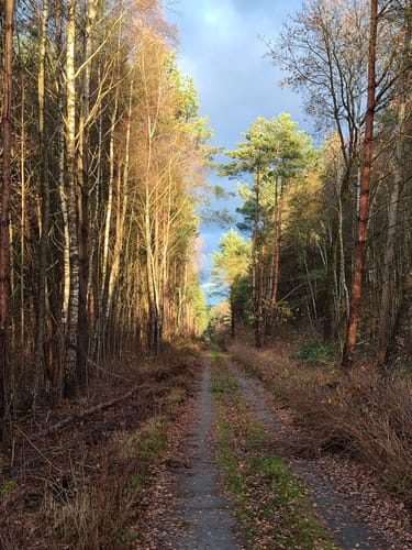 Rund um das Möwenmoor