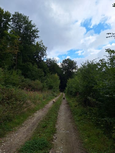 Um Langenhain-Ziegenberg