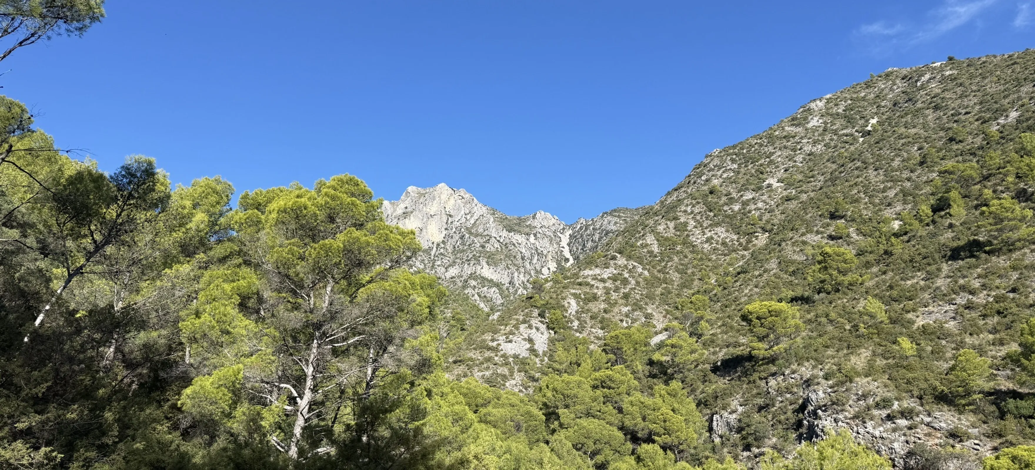 Pinar de Nagüeles - Vereda de Buenavista