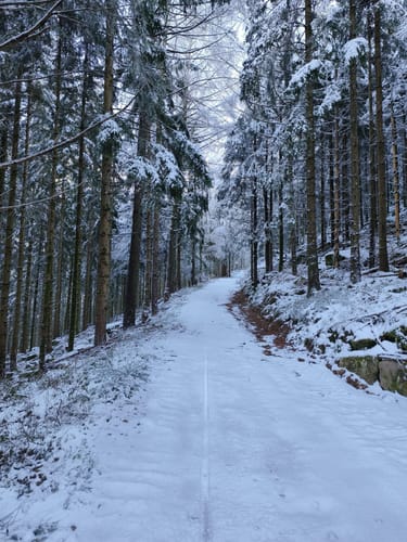 MTB Brandenkopf-Trip