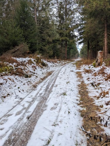 Durchs Steinacher Ried.