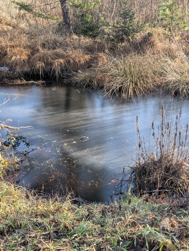 Durchs Steinacher Ried.