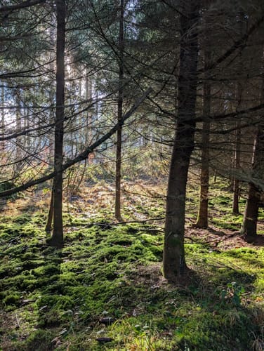 Durchs Steinacher Ried.