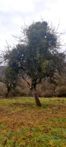 HöhenLuft (Premiumwanderweg)