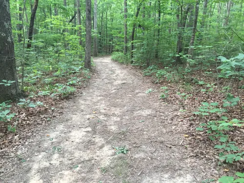 Best 10 Hikes And Trails In Cloudland Canyon State Park 