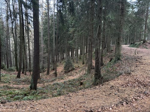 Forellenteich - Bankstein - Bösquelle