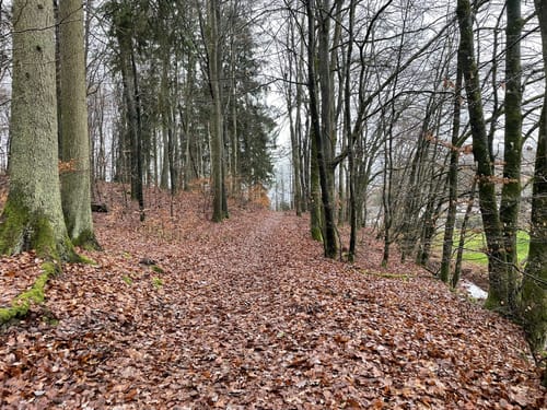 Bauhübel ab Mehlbach