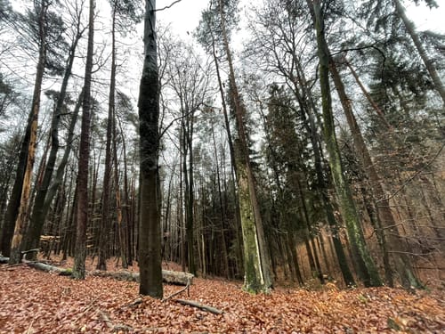 Bauhübel ab Mehlbach