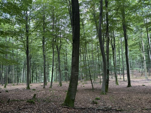 Bonerather Rundweg