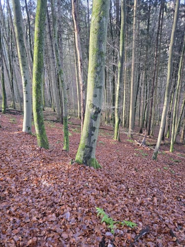 Kneispermühle: Keltenpfad