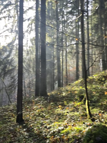 Kneispermühle: Keltenpfad
