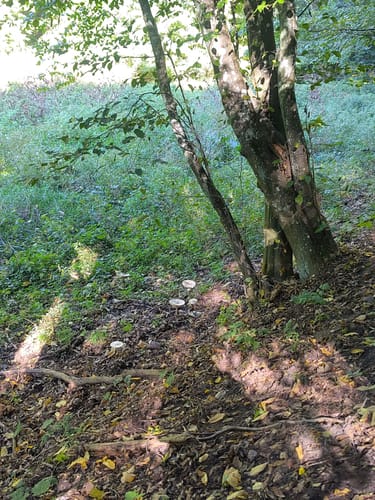 Um den Herrensee