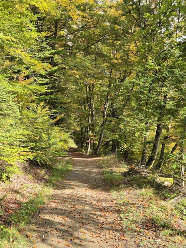 Geierlayschleife (Premiumwanderweg)