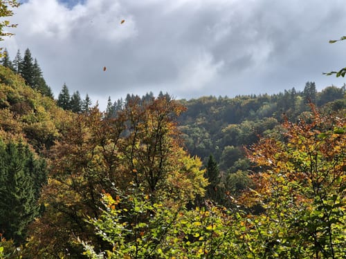 Geierlayschleife (Premiumwanderweg)