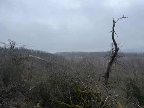Donnersberg - Falkenstein
