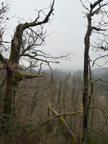 Donnersberg - Falkenstein