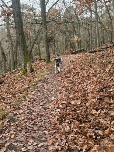 Donnersberg - Falkenstein