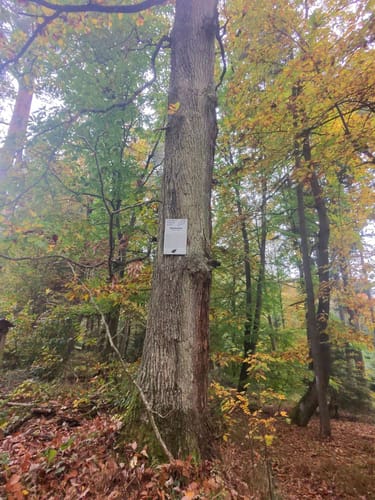 Ganerbenweg (Premiumwanderweg)