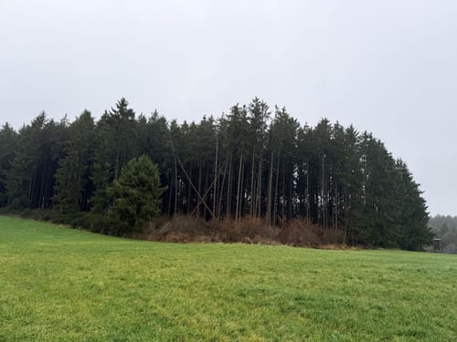Waldgebiet am Herrenkopf (Jünkerath J10)