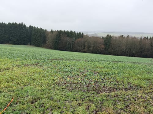 Waldgebiet am Herrenkopf (Jünkerath J10)
