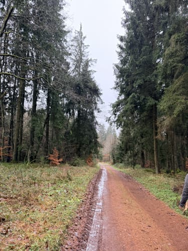 Waldgebiet am Herrenkopf (Jünkerath J10)