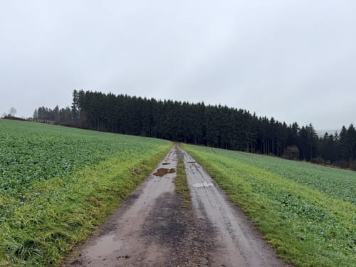Waldgebiet am Herrenkopf (Jünkerath J10)