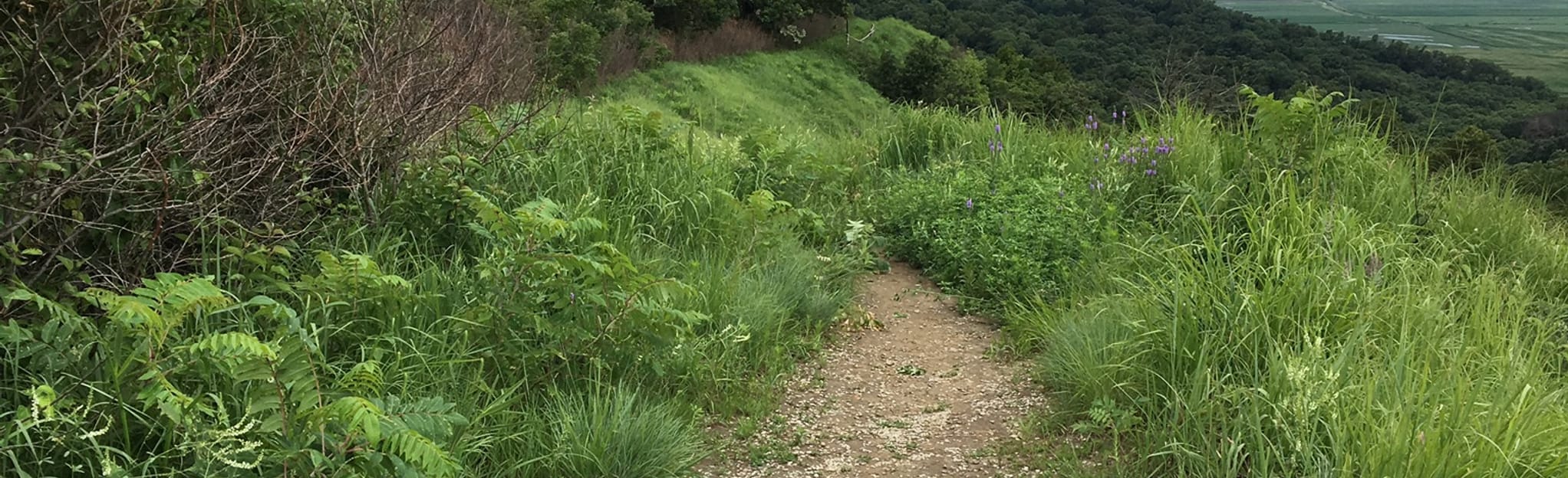 Mincer Trail and Sunset Ridge Trail Loop, Iowa 242 Reviews, Map