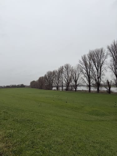 Rheinbrückenrunde
