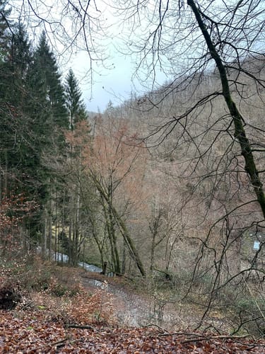 Geierlayschleife (Premiumwanderweg)